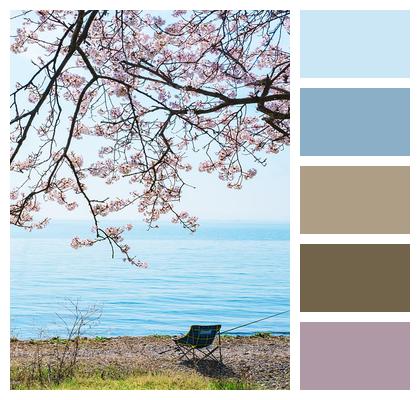 Lakeside Cherry Blossoms Lake Biwa Image